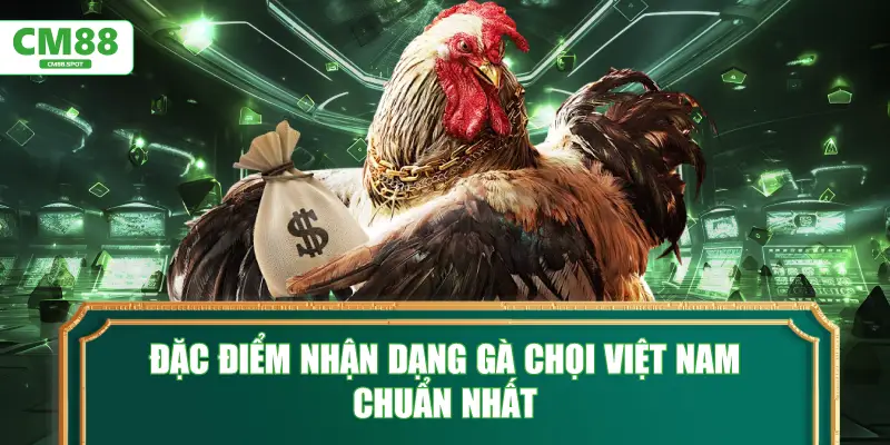 Đặc điểm nhận dạng Gà chọi Việt Nam chuẩn nhất