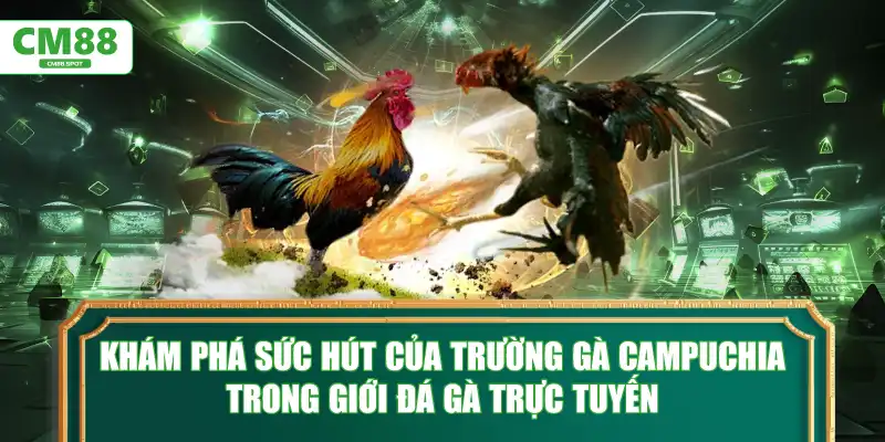 Khám phá sức hút của Trường gà Campuchia trong giới đá gà trực tuyến