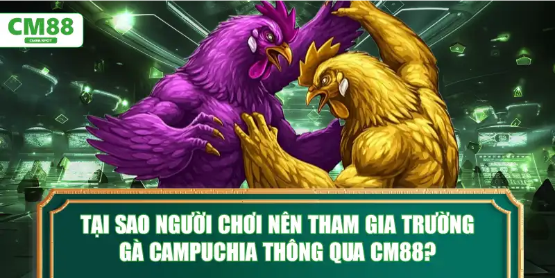 Tại sao người chơi nên tham gia Trường gà Campuchia thông qua CM88?