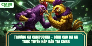 Trường gà Campuchia – Đỉnh cao đá gà trực tuyến tại CM88